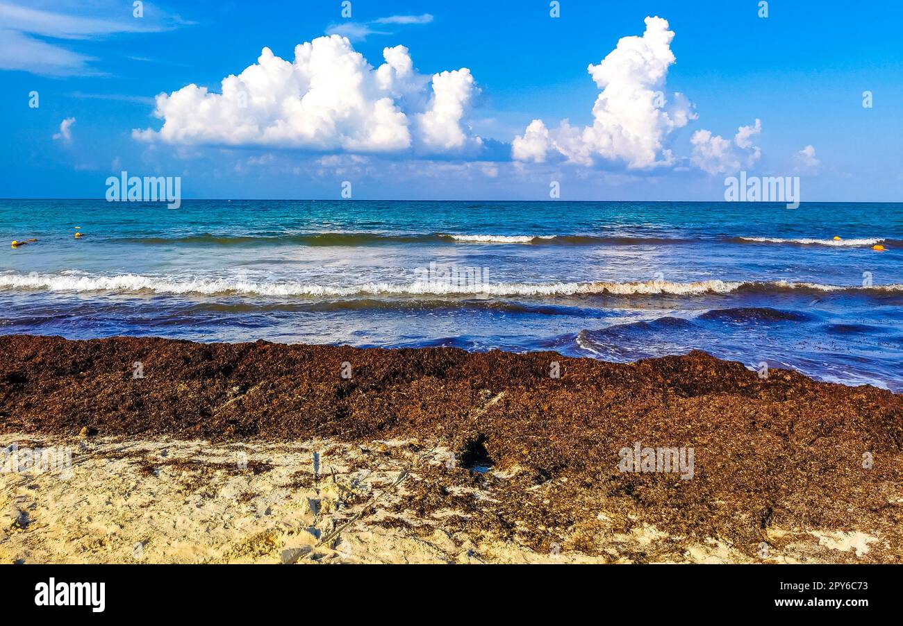 Wunderschöner Karibikstrand total dreckig schmutzige Algenprobleme Mexiko. Stockfoto