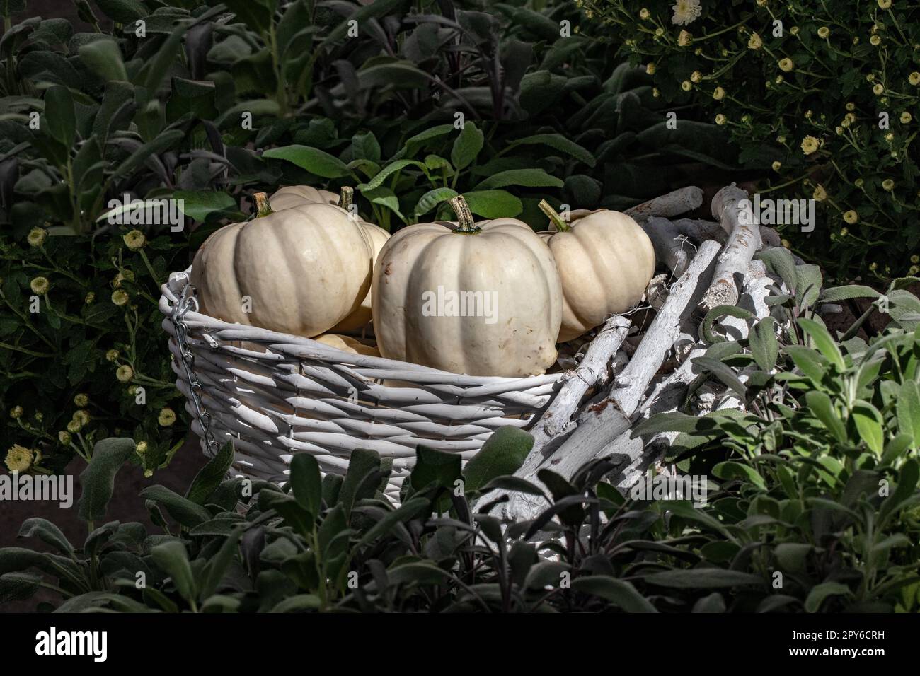 Herbstthema. Selektiver Fokus auf dekorative weiße Kürbisse in einem sonnenbeleuchteten Korb aus weißem Korb umgeben von verschwommenen, frischen Grünpflanzen. Halloween und Thanksgiving. Stockfoto