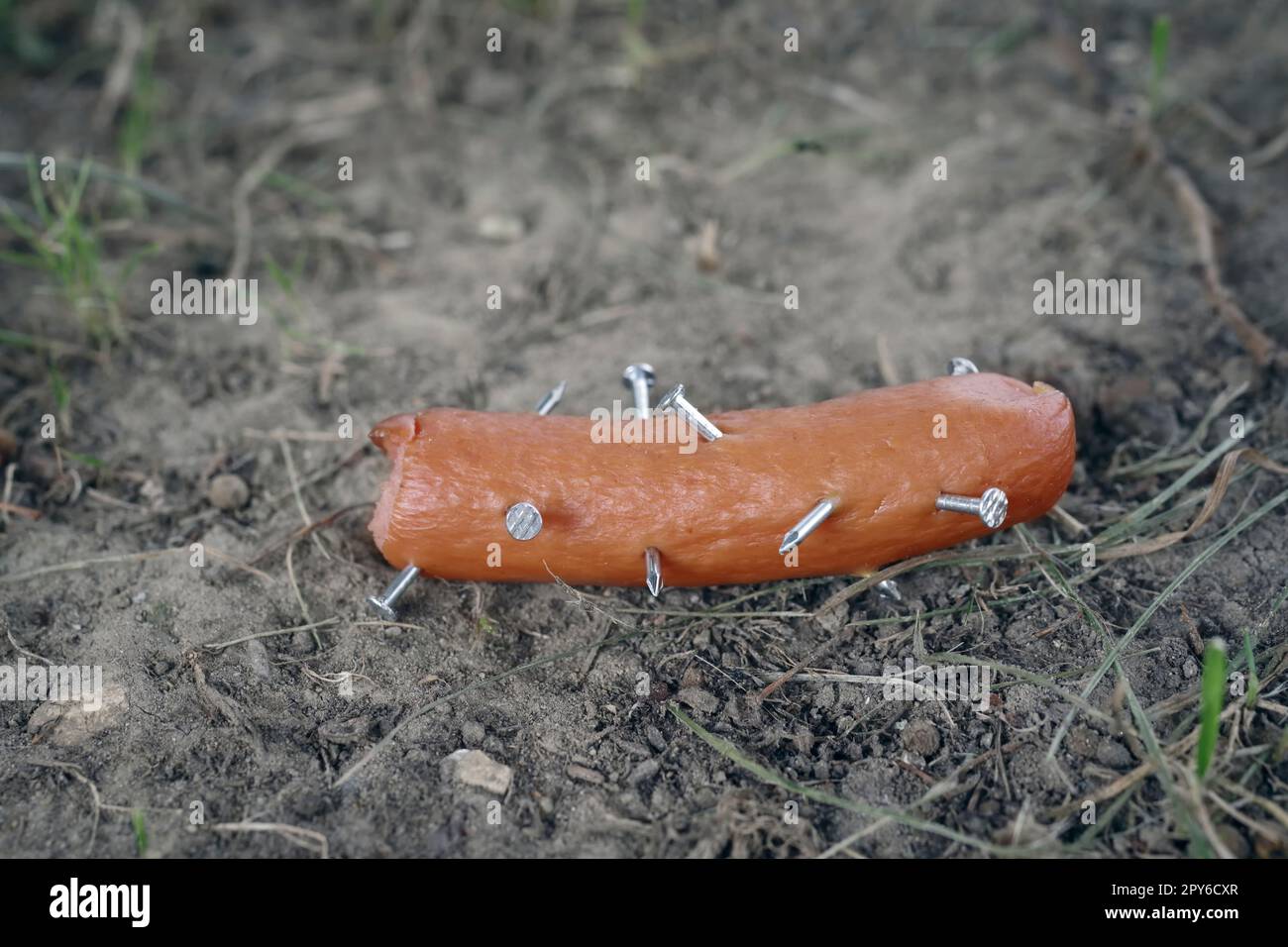 Nahaufnahme einer Wurst mit Nägeln auf der Wiese. Giftköder für Hunde. Stockfoto