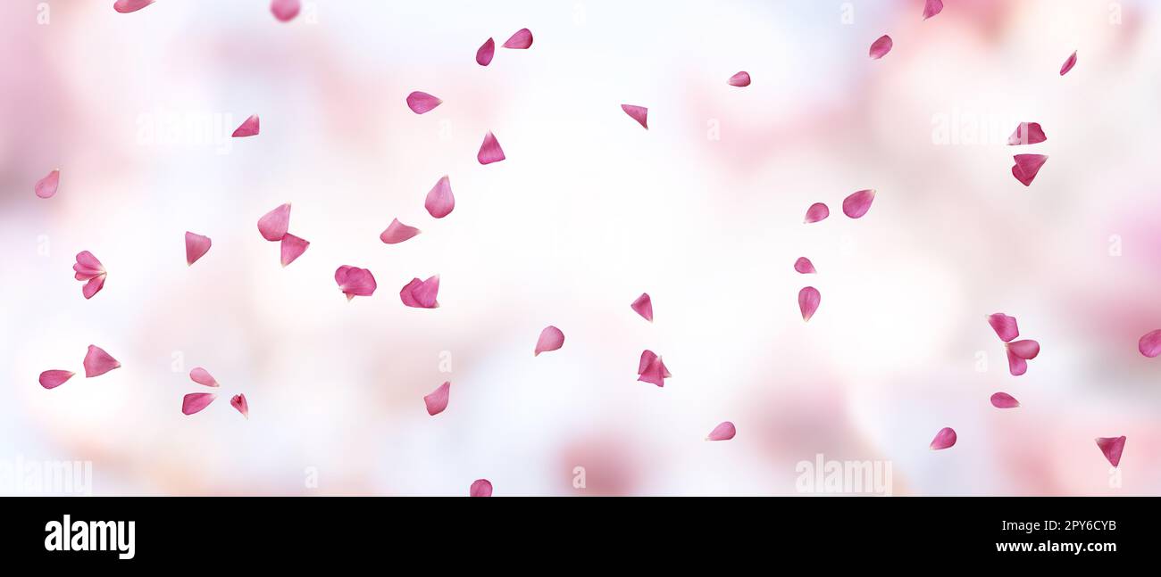 Hintergrund mit schwimmenden Rosenblättern Stockfoto