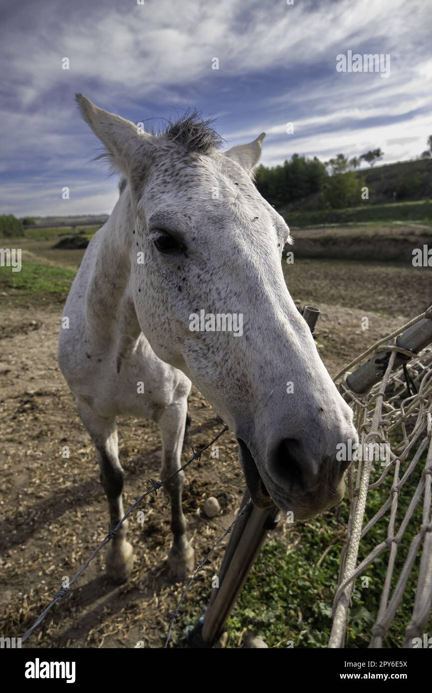 Weißes Pferd auf dem Bauernhof Stockfoto