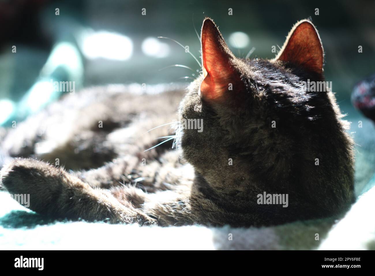 Großaufnahme graue Katze, die zurückblickt Konzeptfoto Stockfoto