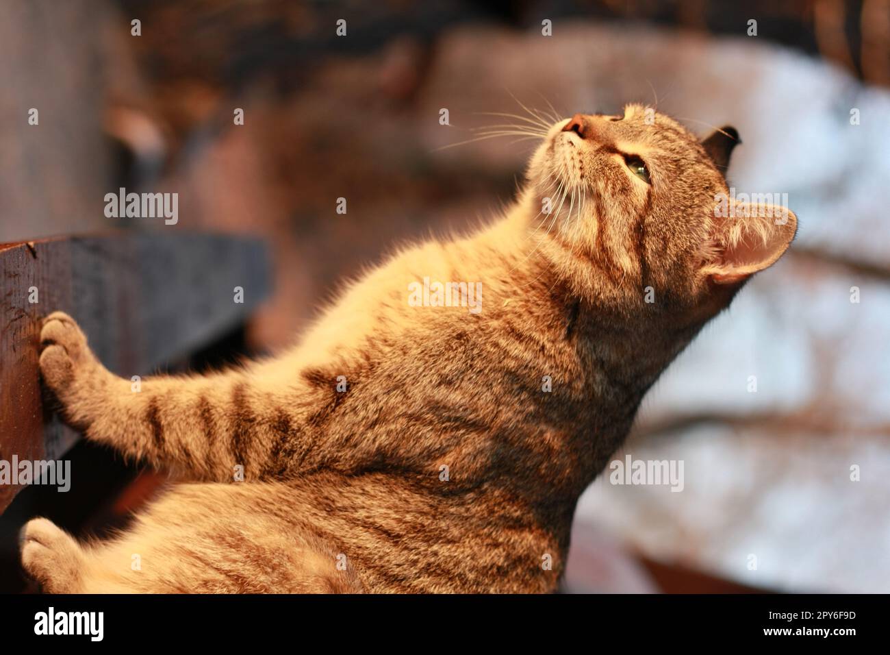 Nahaufnahme des süßen Tabby-Katzenschielens in der Sonne Konzeptfotos Stockfoto