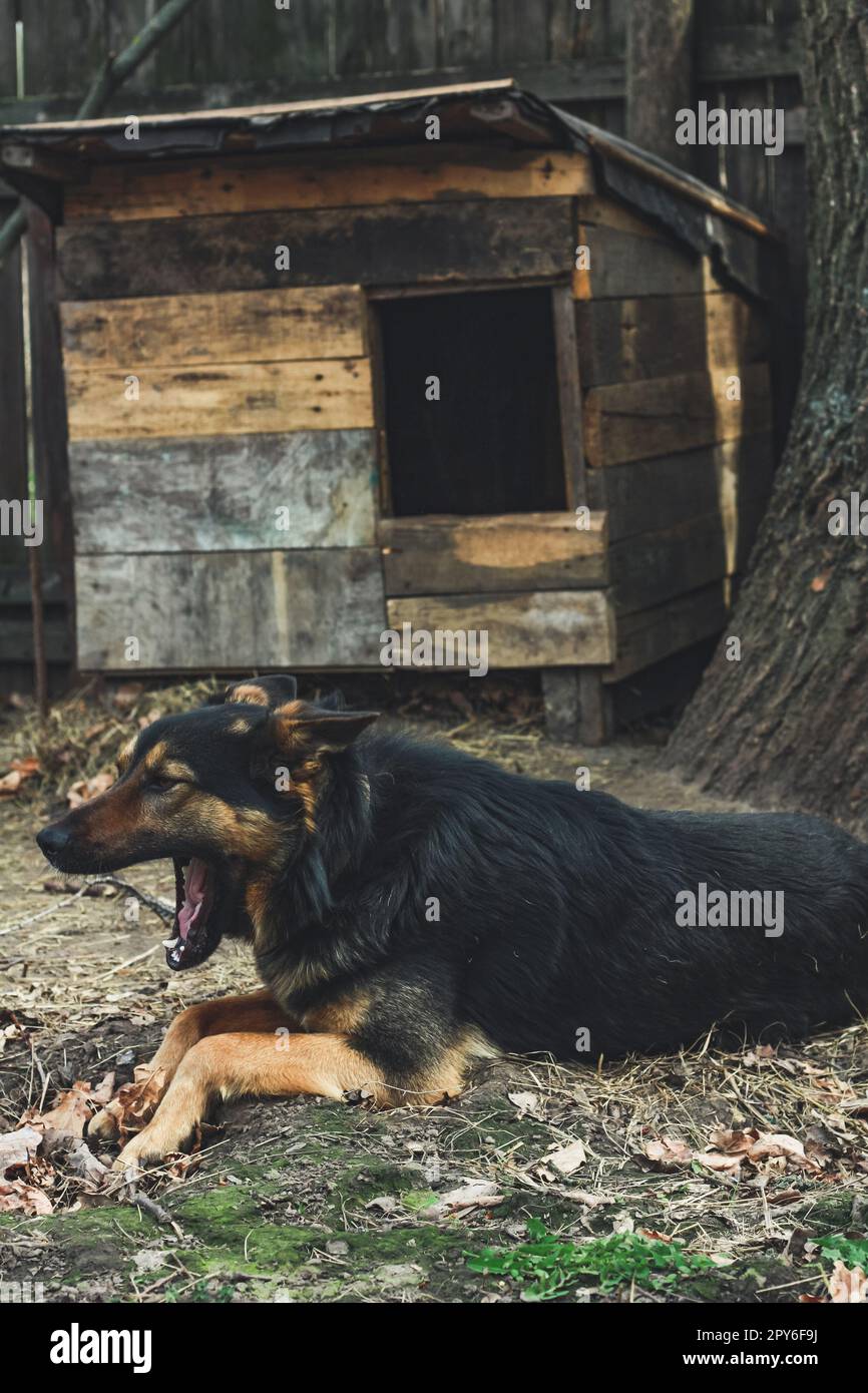 Nahaufnahme des gähnenden Hundes, der auf dem Boden liegt, Konzeptfoto Stockfoto