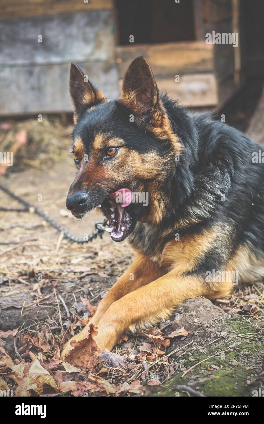 Nahaufnahme deutscher Schäferhund leckt Zähne Konzeptfoto Stockfoto