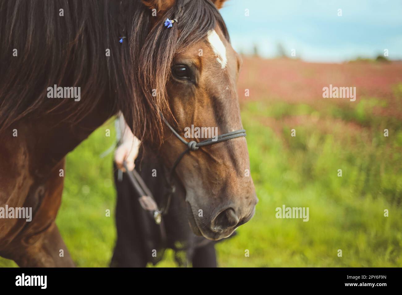 Nahaufnahme des Pferdes mit geflochtenem Haar und Dekoration mit Blumen Konzeptfoto Stockfoto