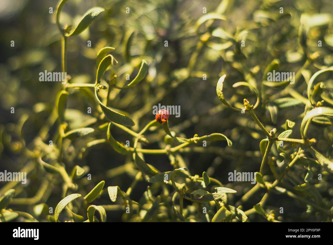 Nahaufnahme Marienkäfer auf Pflanzenblatt unter Sonnenlicht Konzeptfoto Stockfoto