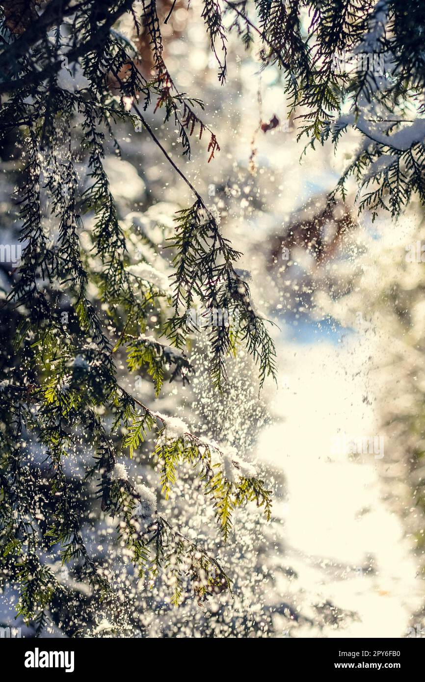 Großschnee, der von Kiefernästen fällt, Konzeptfoto Stockfoto