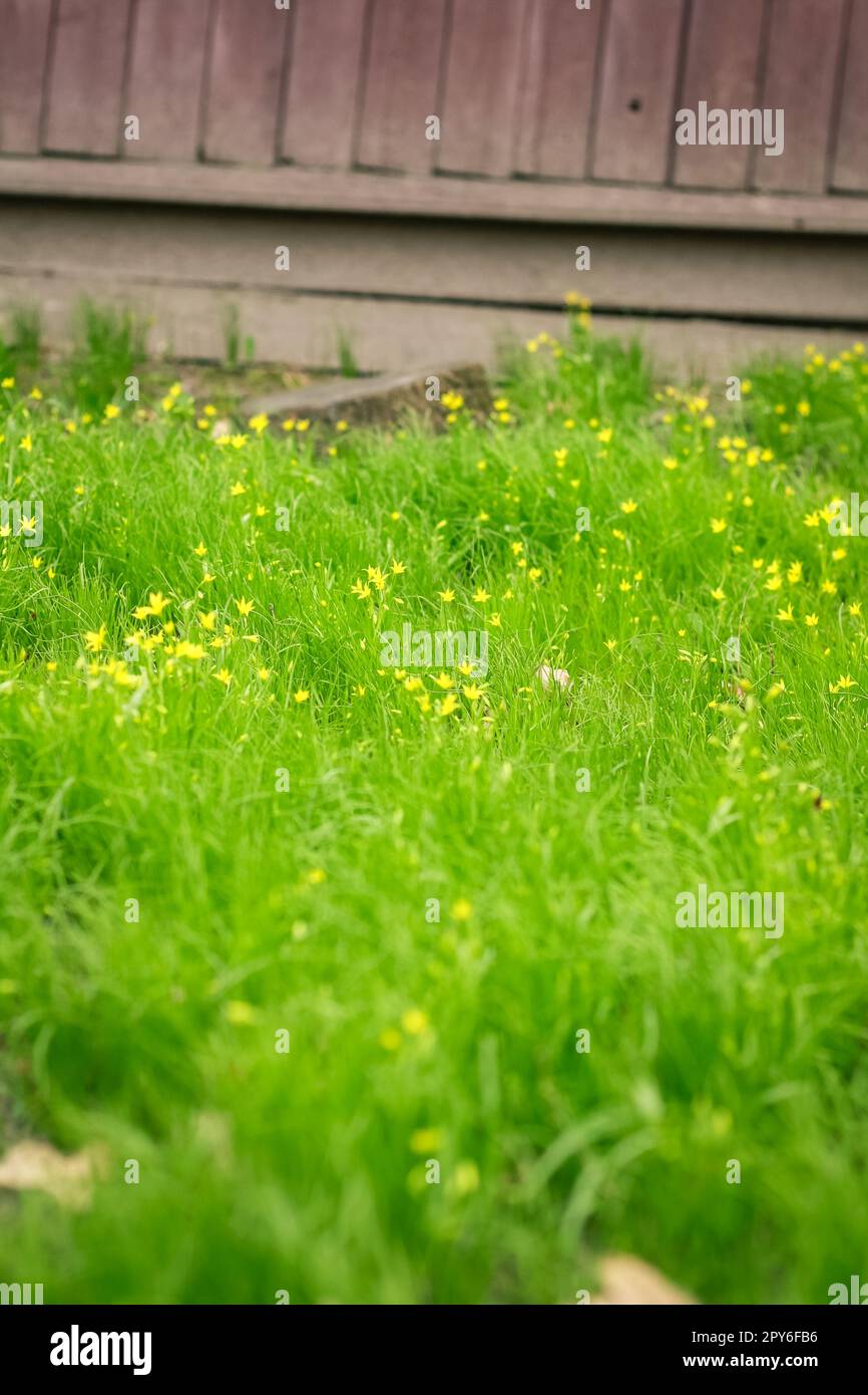 Nahaufnahme von hellgrünem Gras mit gelben Wildblumen auf dem Hoffoto Stockfoto