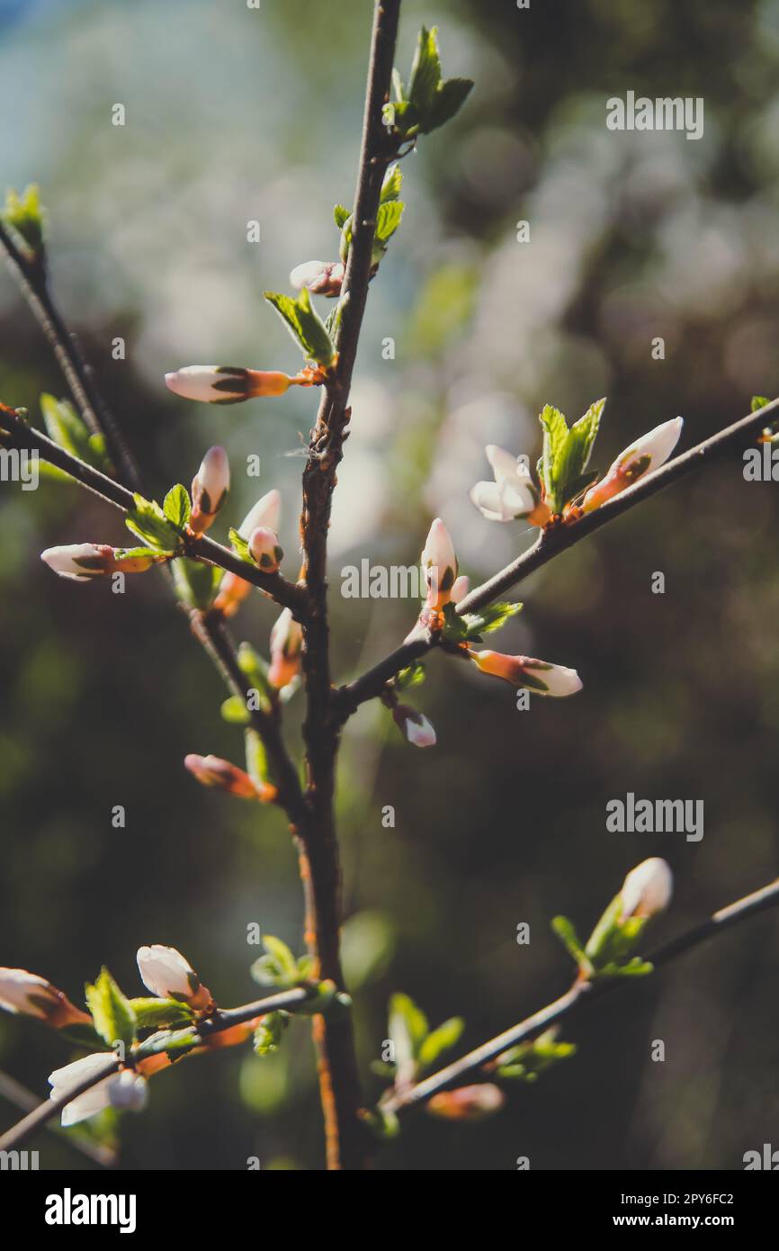 Nahaufnahme des Sakura-Zweigs mit Blütenknospen Konzeptfoto Stockfoto