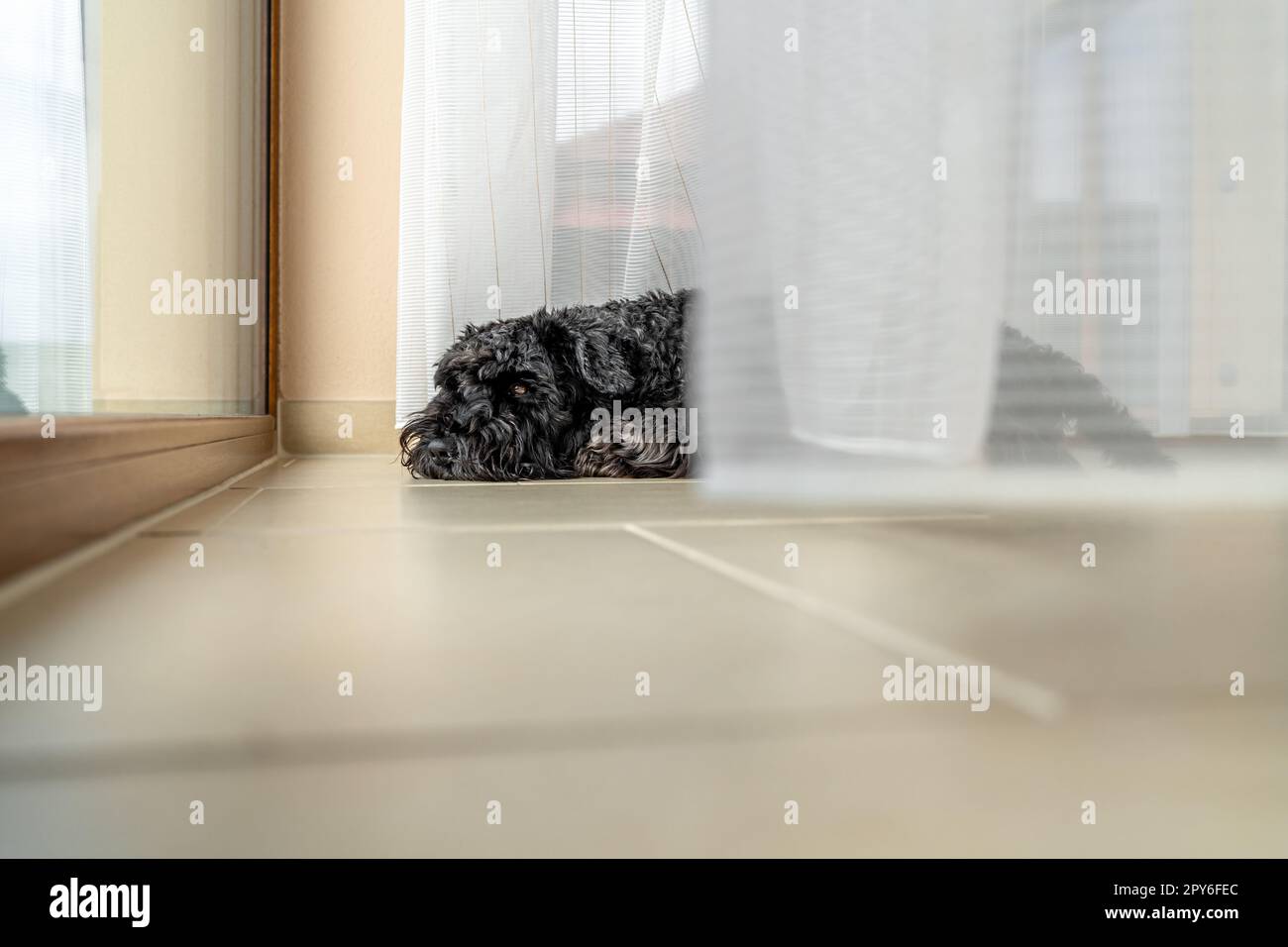 Kleiner schwarzer Hund am Fenster mit Vorhängen im Haus, Schnauzer Stockfoto