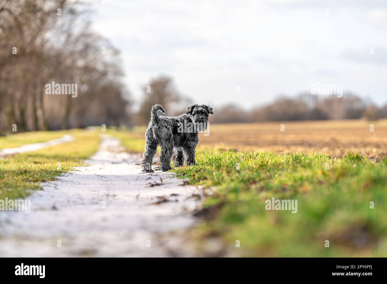 Hund auf einem Spaziergang in der Natur. Kleiner schwarzer Schnauzer Stockfoto
