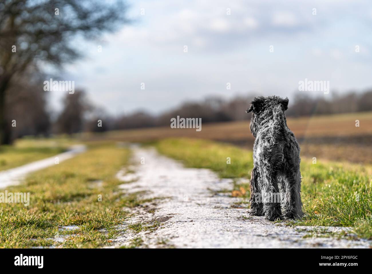 Hund auf einem Spaziergang in der Natur. Kleiner schwarzer Schnauzer Stockfoto