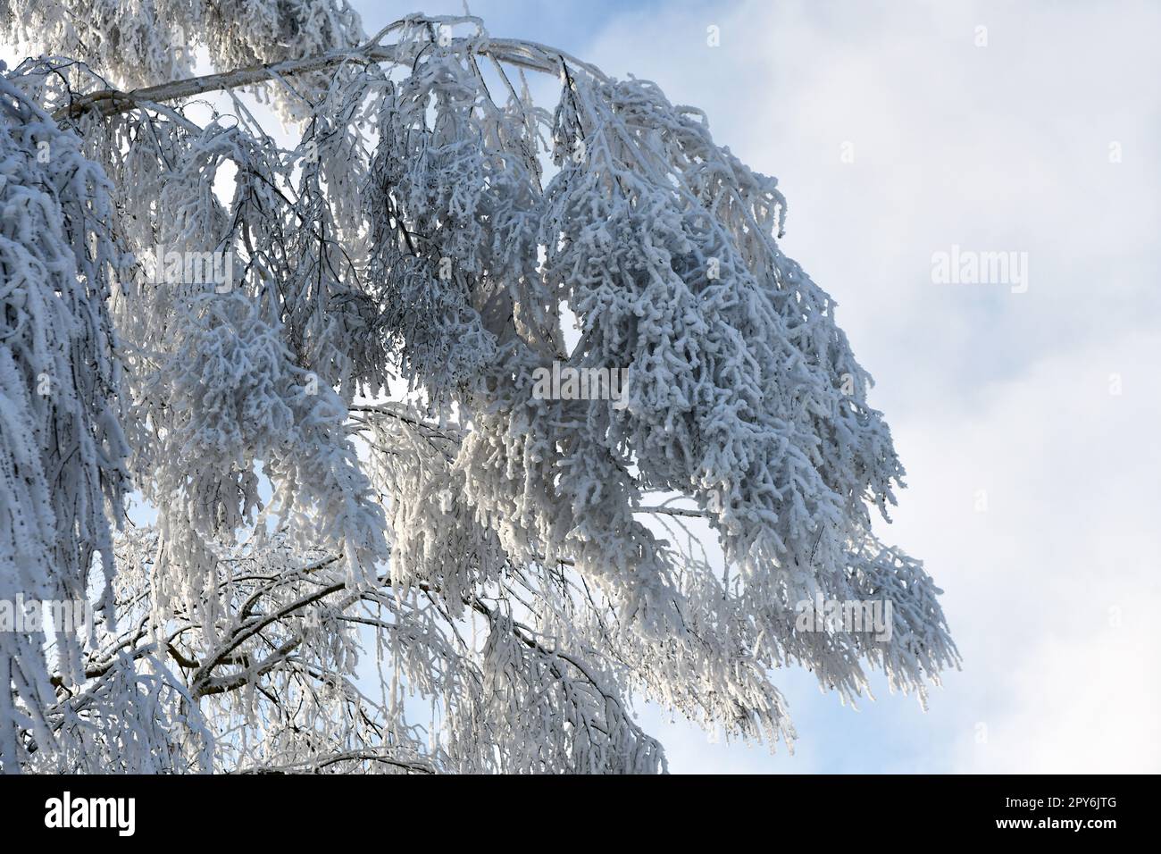 Weißer verschneiter Ast bei Temperaturen unter dem Gefrierpunkt Stockfoto
