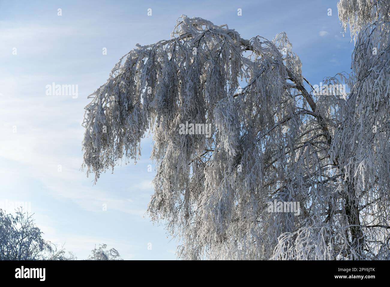 Weißer verschneiter Ast bei Temperaturen unter dem Gefrierpunkt Stockfoto