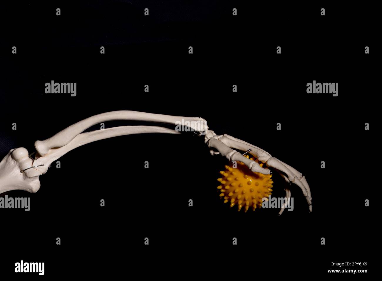 Knochen und einen Ball Stockfoto