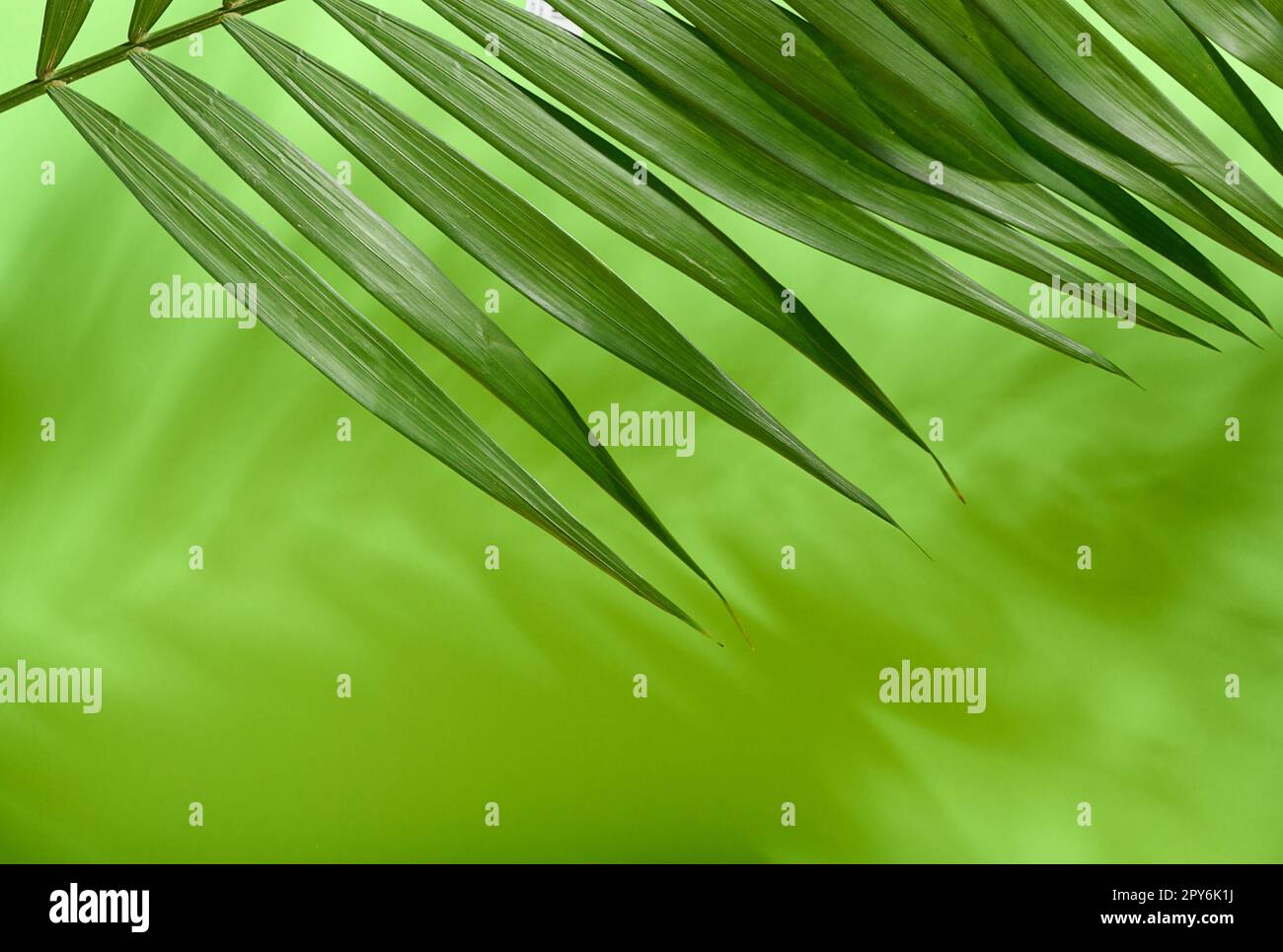 Grüne Palmenblätter mit Schatten auf grünem Hintergrund Stockfoto