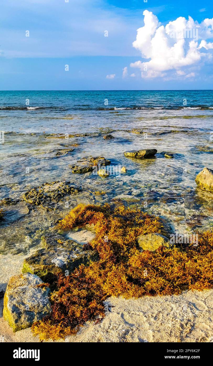 Tropischer karibischer Strand Wasser Algen Sargazo Playa del Carmen Mexiko. Stockfoto