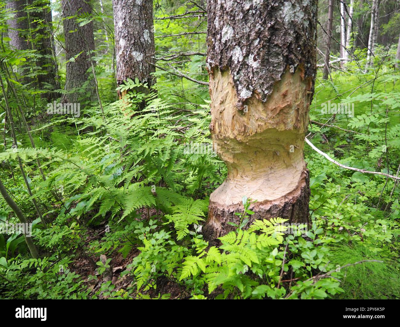 Ein Baum, der von einem Biber genagt wurde. Beschädigte Rinde und beschädigtes Holz. Die Arbeit eines Bibers für den Bau eines Dammes. Taiga, Karelien, Russland. Jagen und Angeln. Lebensaktivität der europäischen Waldtiere. Stockfoto