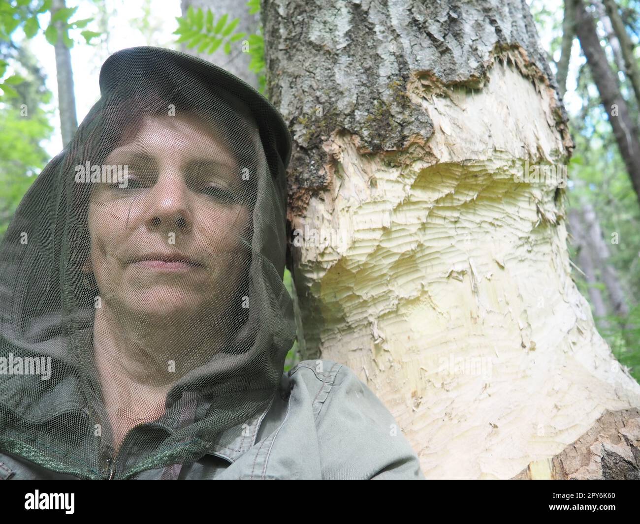 Ein Baum, der von einem Biber genagt wurde. Beschädigte Rinde und beschädigtes Holz. Die Arbeit des Bibers beim Bau des Dammes. Taiga, Karelien. Frau in Moskitoschutzkopfwäsche in der Nähe eines Baumstamms. Stockfoto