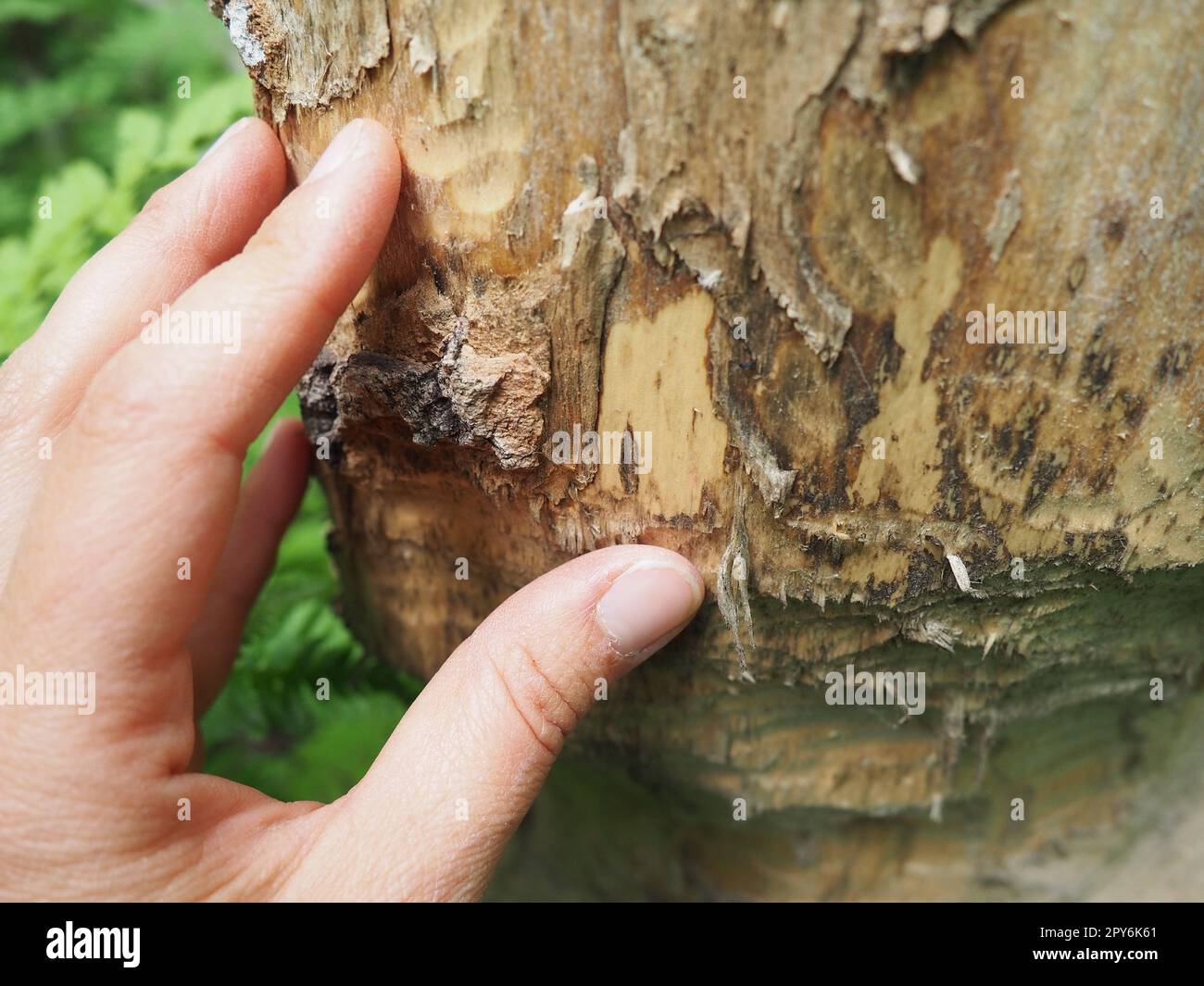 Ein Baum, der von einem Biber genagt wurde. Beschädigte Rinde und beschädigtes Holz. Die Arbeit eines Bibers für den Bau eines Dammes. Taiga, Karelien. Jagen und Angeln. Vitalaktivität forsteuropäischer Tiere. Frauenhand. Stockfoto