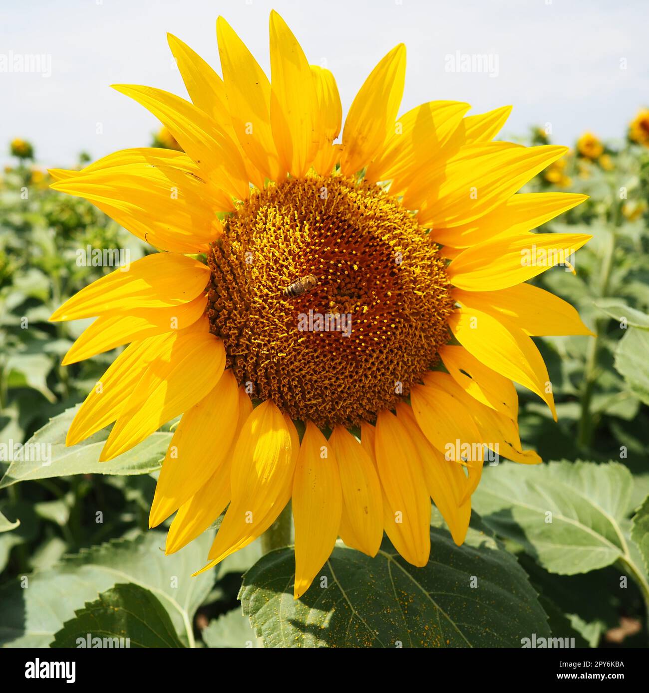 Große knospe Fotos und Bildmaterial in hoher Auflösung Alamy