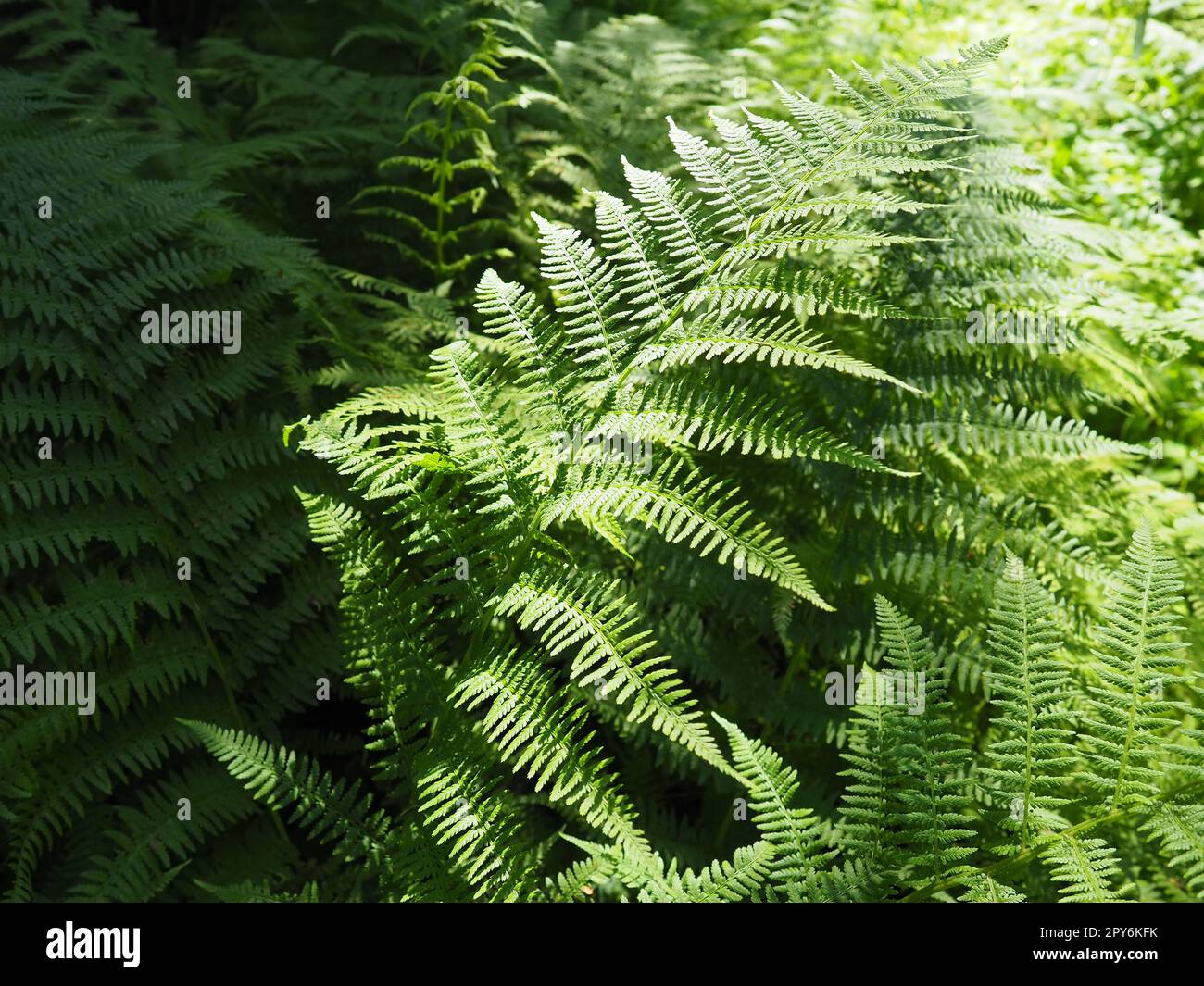Farnpflanze im Wald. Wunderschöne anmutige grüne Blätter. Polypodiphyta, eine Abteilung für Gefäßpflanzen, die moderne Farne und alte höhere Pflanzen umfasst Stockfoto