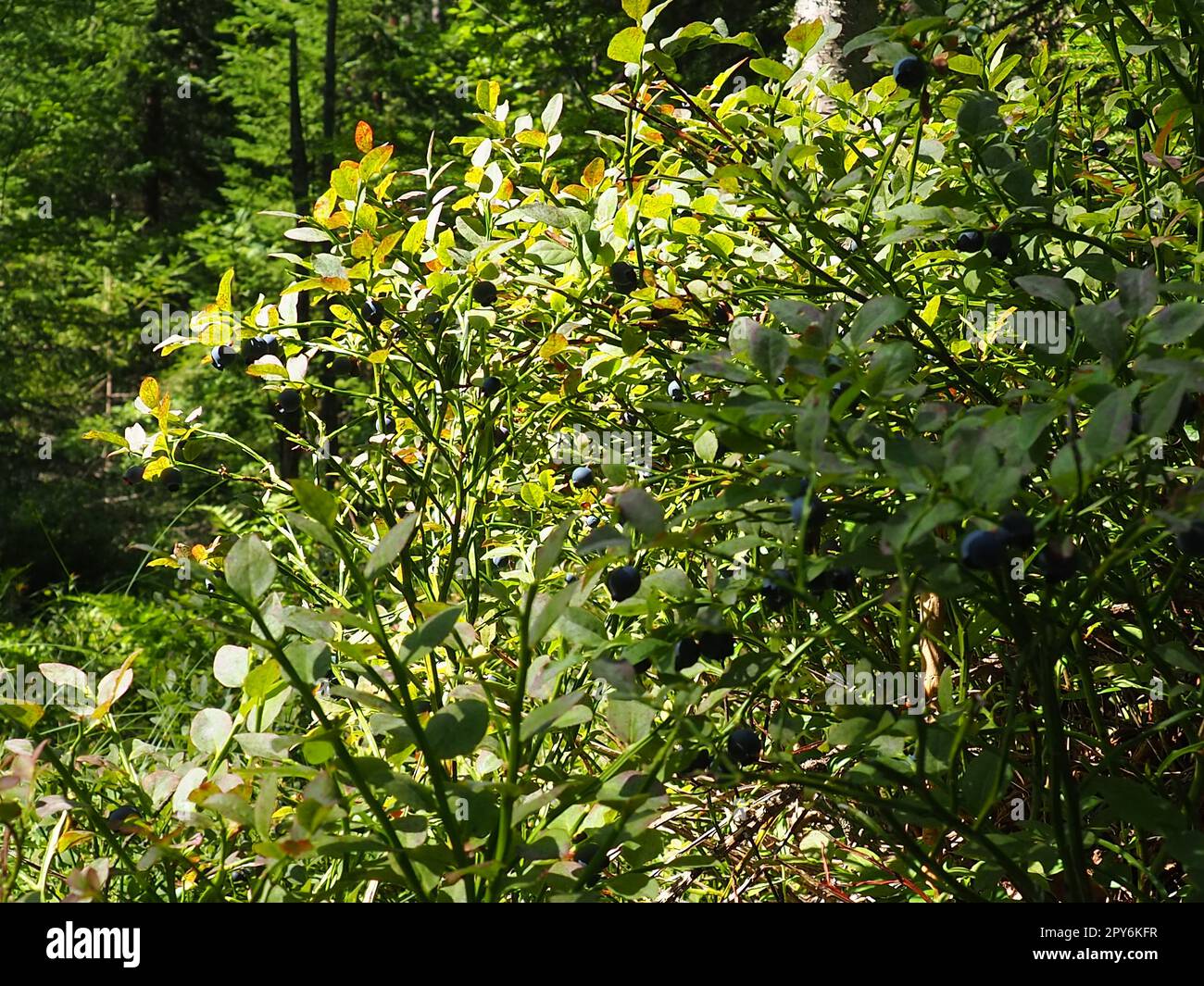 Blaubeere oder Blaubeermyrte Vaccinium myrtillus, ein niedrig wachsender Strauß, eine Art der Gattung Vaccinium der Familie Heatheraceae. Wilde blaue, lila Beeren und grüne Blätter im Wald. Beeren pflücken. Stockfoto