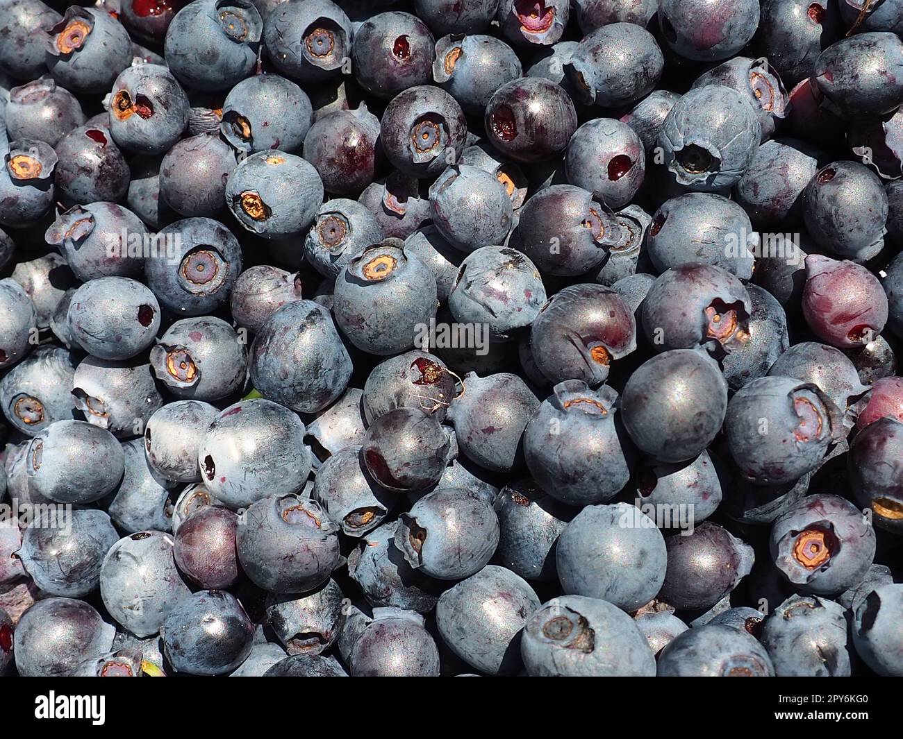 Heidelbeere oder Heidelbeere oder Heidelbeermyrhoe Vaccinium myrtillus, Stunted Strub, Familie Heather. Frische, saftige, erstklassige Waldbeeren. Viele Blaubeeren, Blick von oben Stockfoto