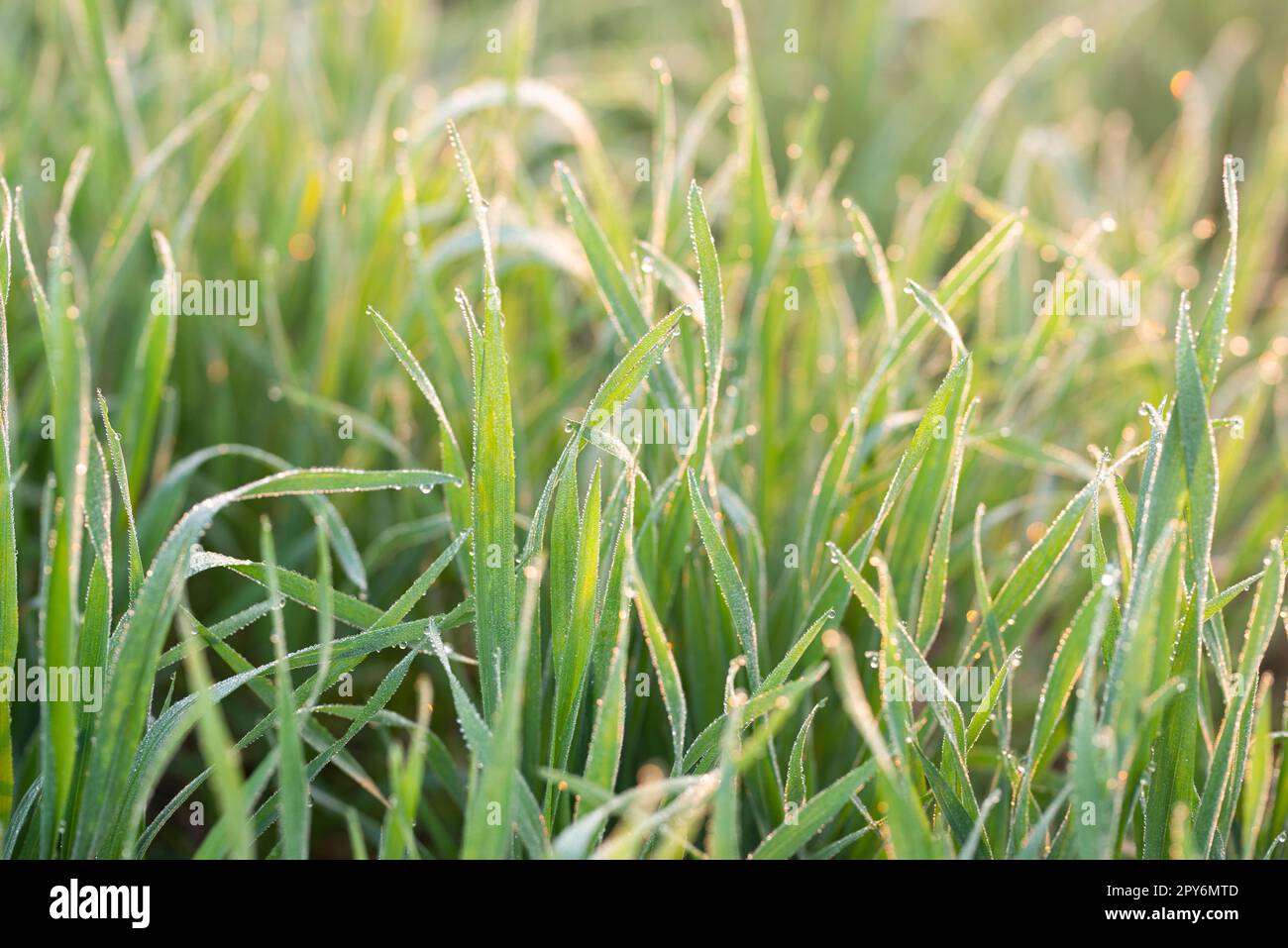 Junge Weizenpflanzen wachsen auf dem Boden, erstaunlich schöne endlose Felder von grünem Weizengras gehen weit bis zum Horizont. Stockfoto