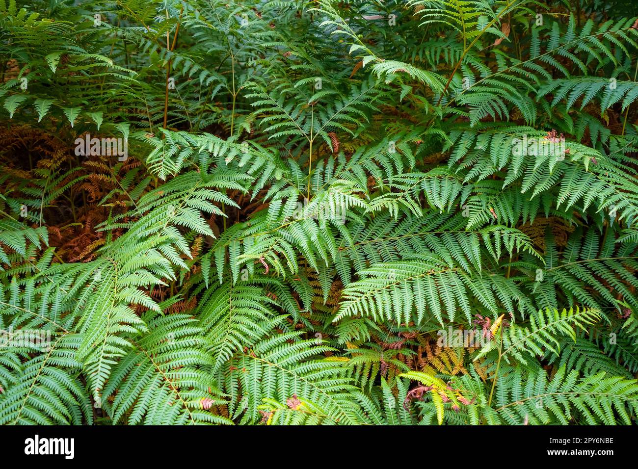 Farnblätter im Wald Stockfoto