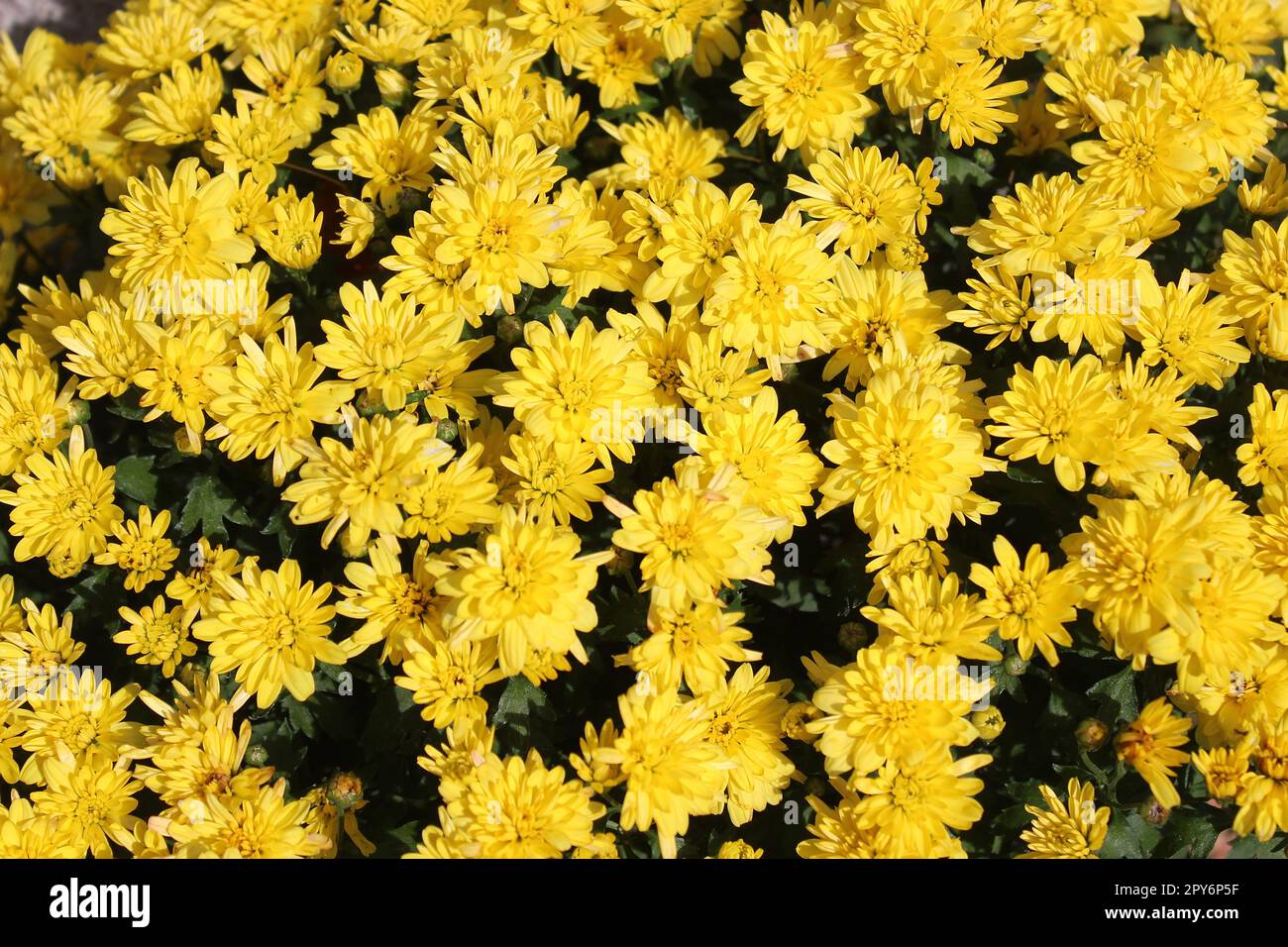 Farbenfrohe Kryssantheme im Garten Stockfoto