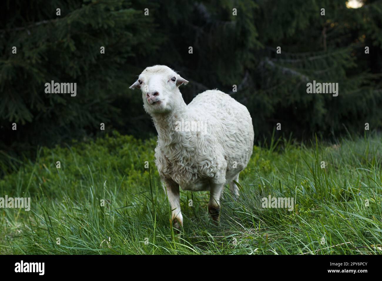 Flauschige Schafe, die in Waldgras weiden, malerische Fotografie Stockfoto