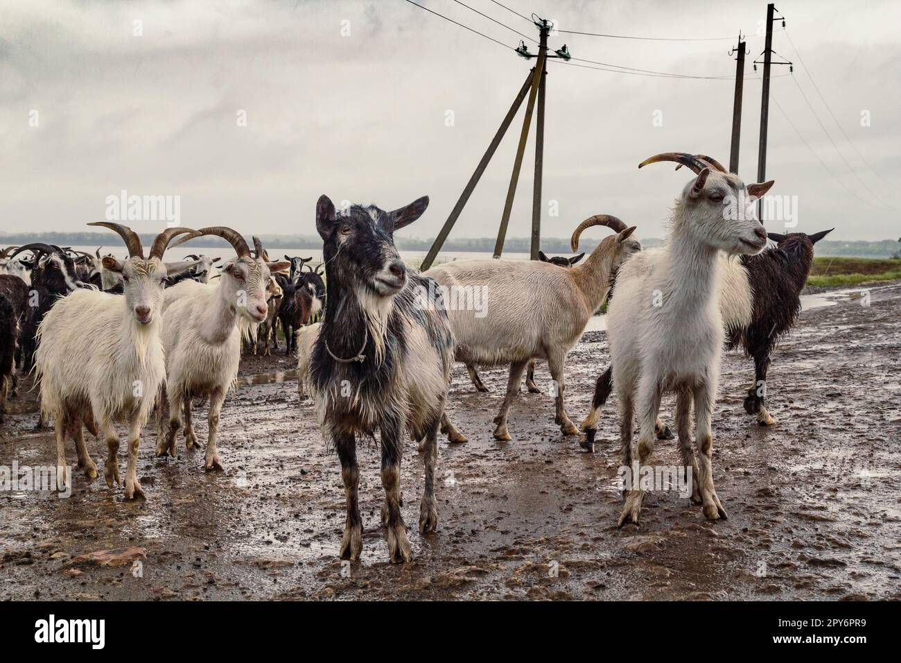 Ziegen auf der Weide, landschaftlich schöne Fotografie Stockfoto