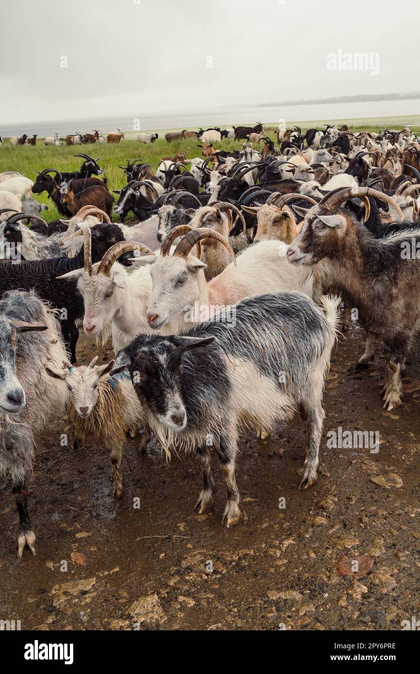 Hausziegen auf Weideland Foto Stockfoto