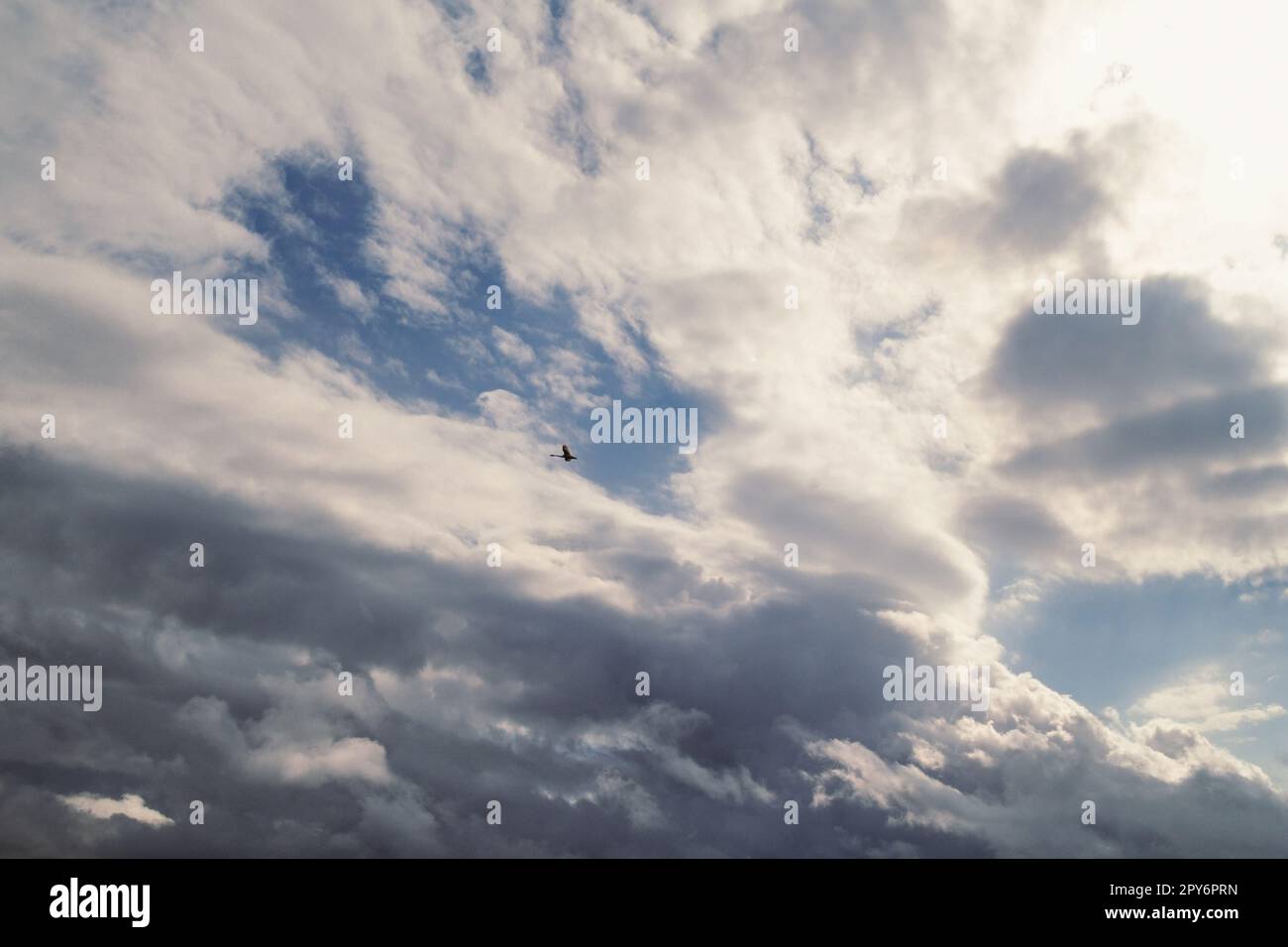 Flying Bird Skyscape-Foto Stockfoto