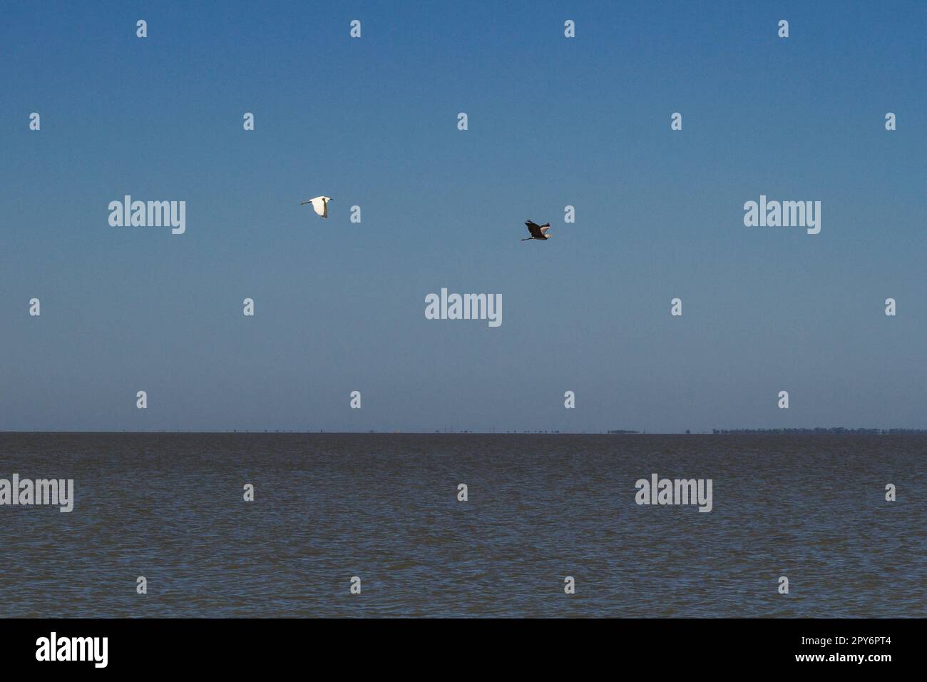 Zwei Vögel fliegen über das Meereslandschaftsfoto Stockfoto