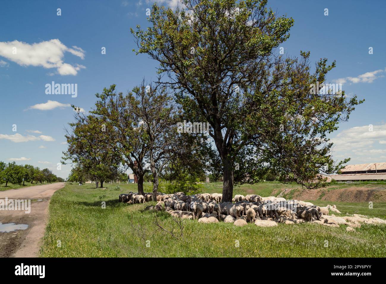 Fotos von Bäumen entlang ländlicher Pfade Stockfoto