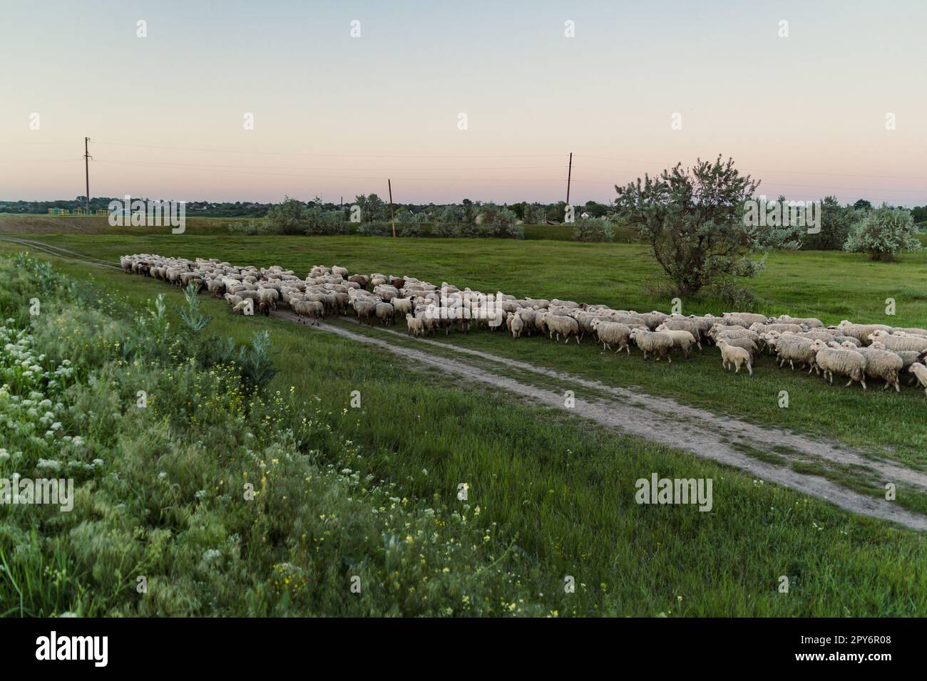 Landschaftsfoto einer Schafherde Stockfoto