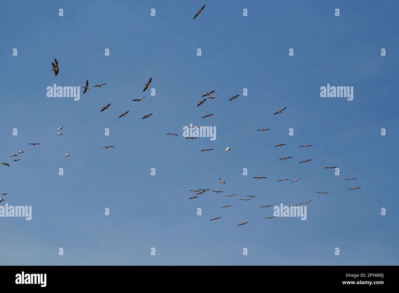 Vogelschwärme in einem wolkenlosen Skyscape-Foto Stockfoto