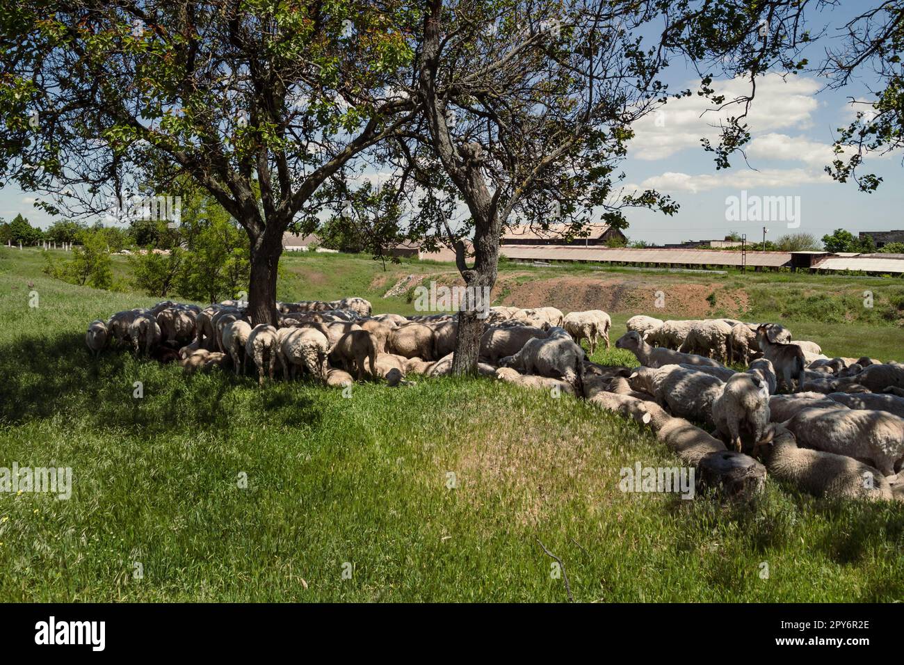 Schafe liegen unter Bäumen Landschaftsfoto Stockfoto