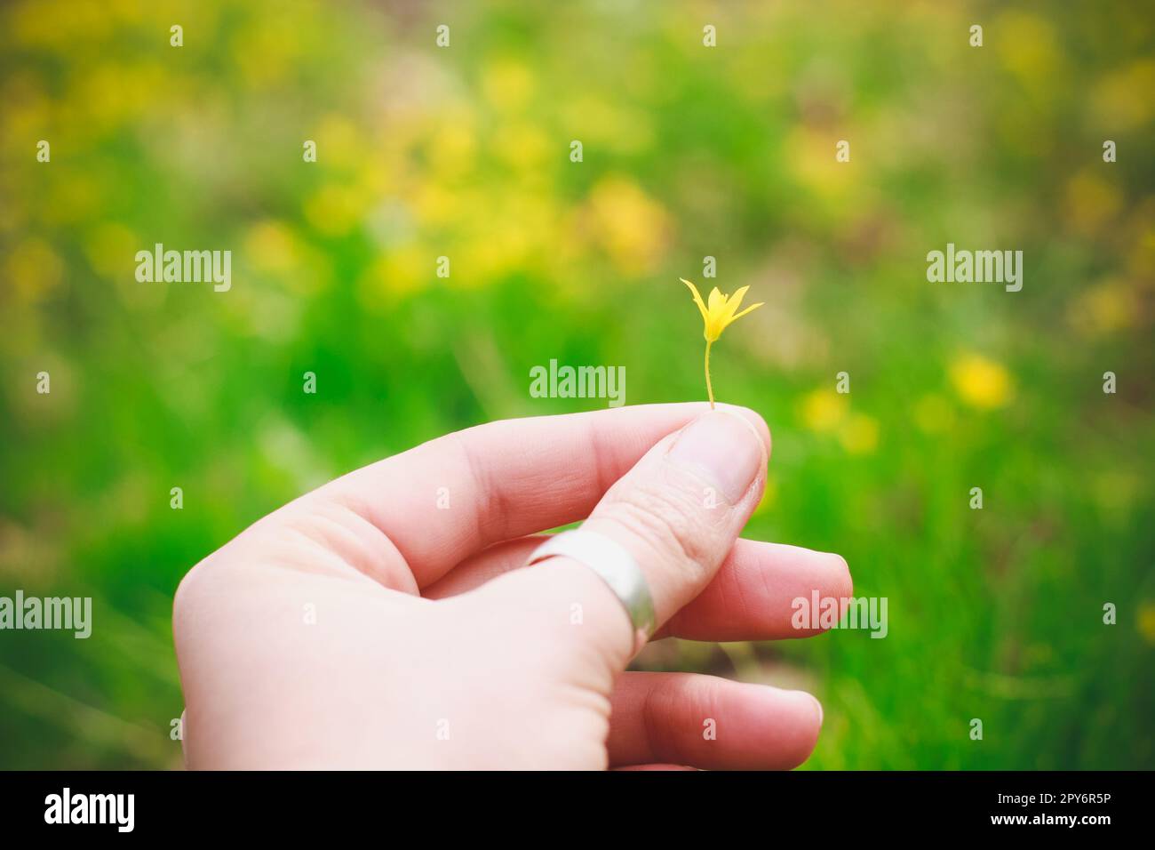 Nahaufnahme Frau Hand hält winzige Blumen Konzeptfoto Stockfoto