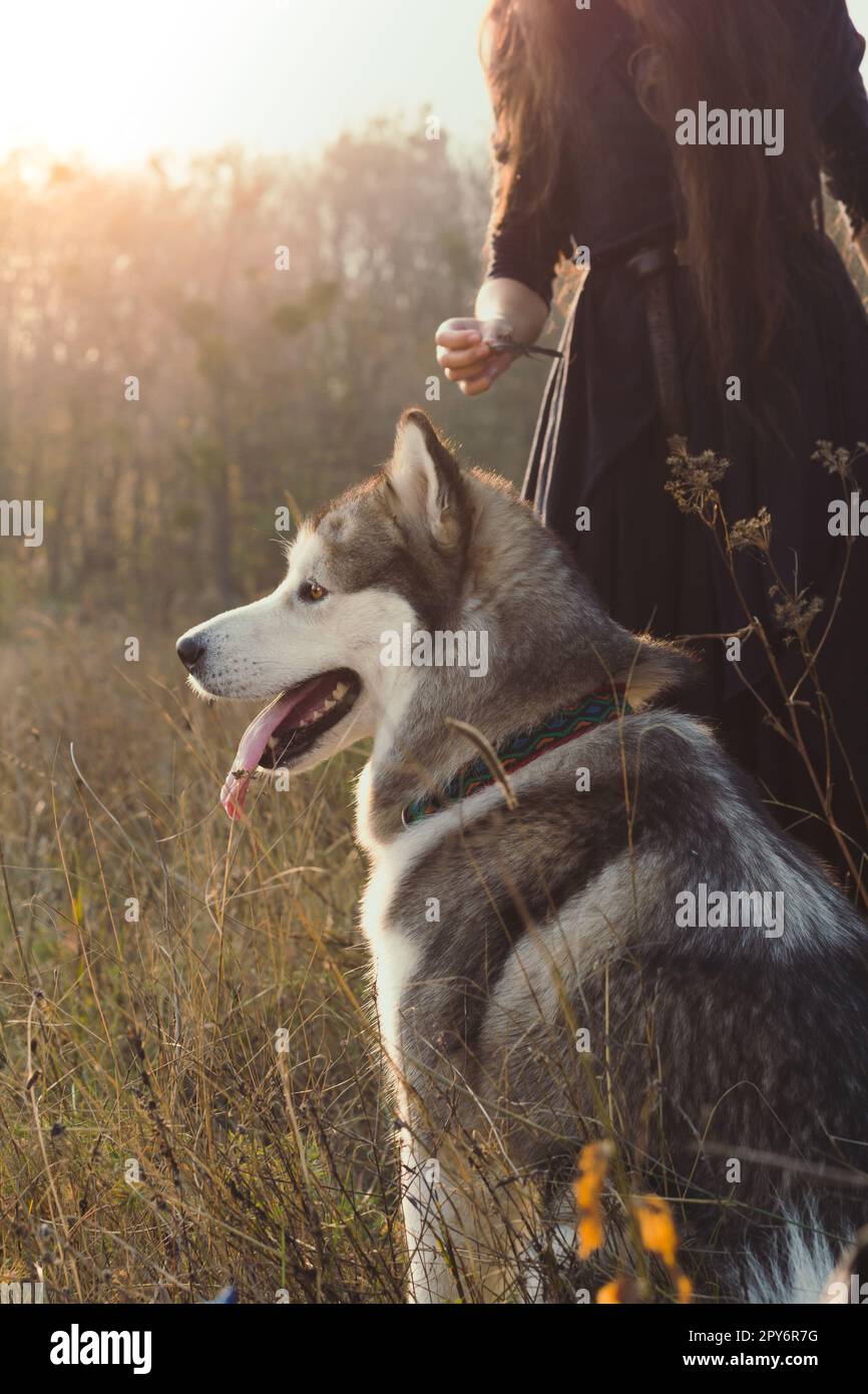 Süßer Hund und malerische Fotografie des Besitzers Stockfoto