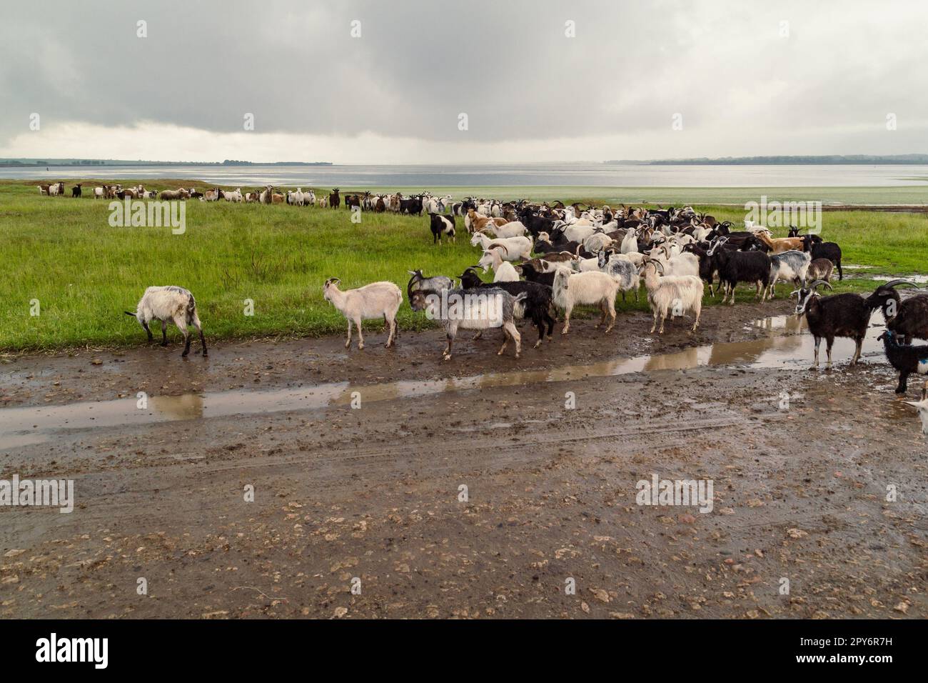 Landschaftsfoto von Hausziegen Stockfoto