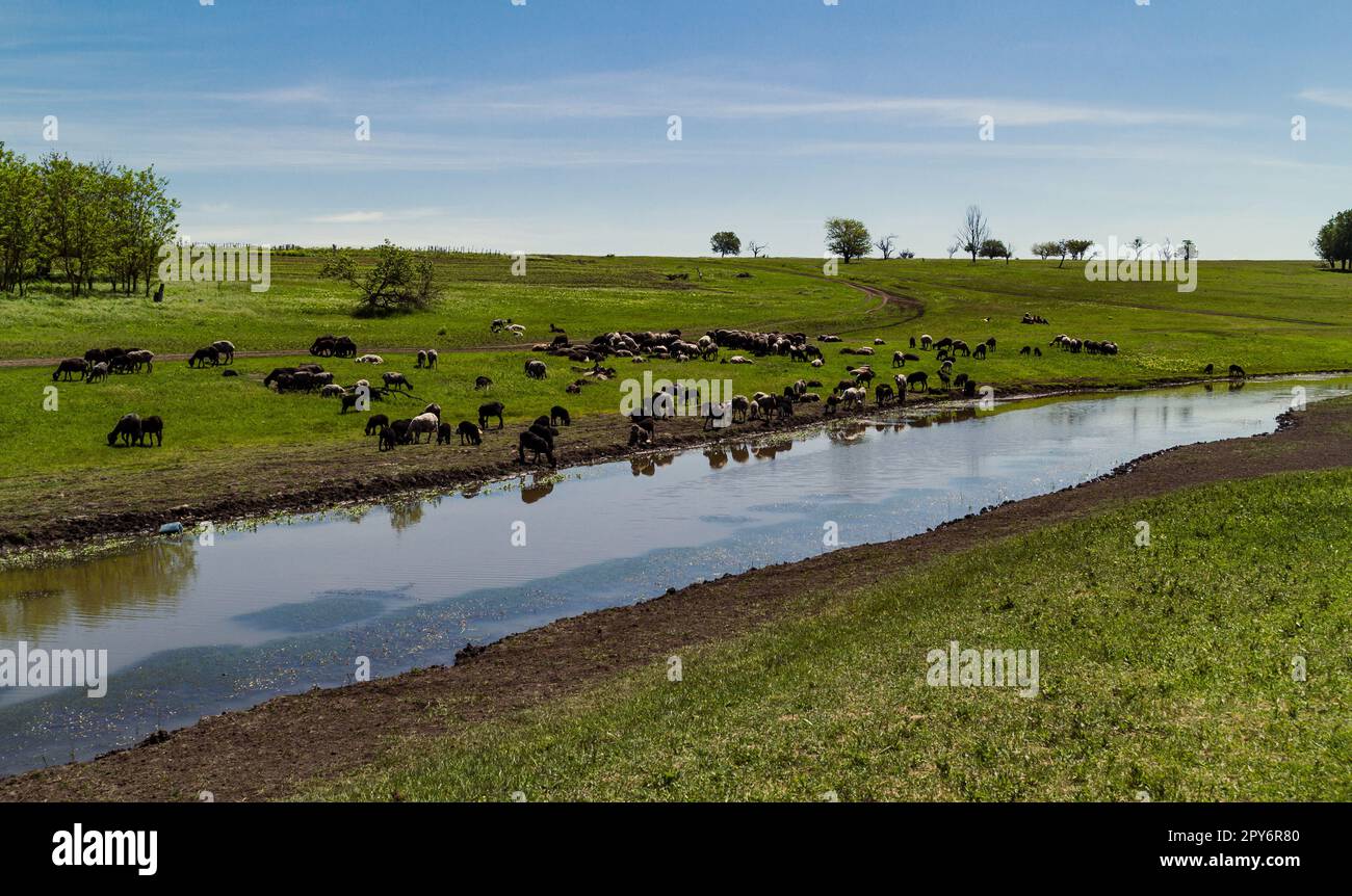 Landschaftsfoto: Schafe im Trinkort Stockfoto