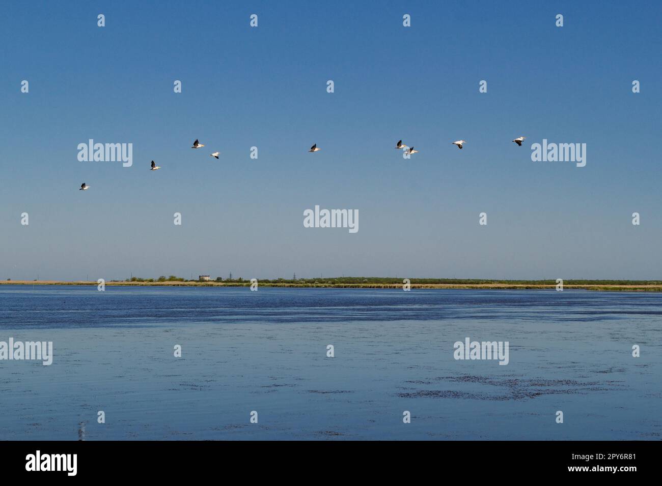 Pelikane fliegen über das Landschaftsfoto des Golfes Stockfoto