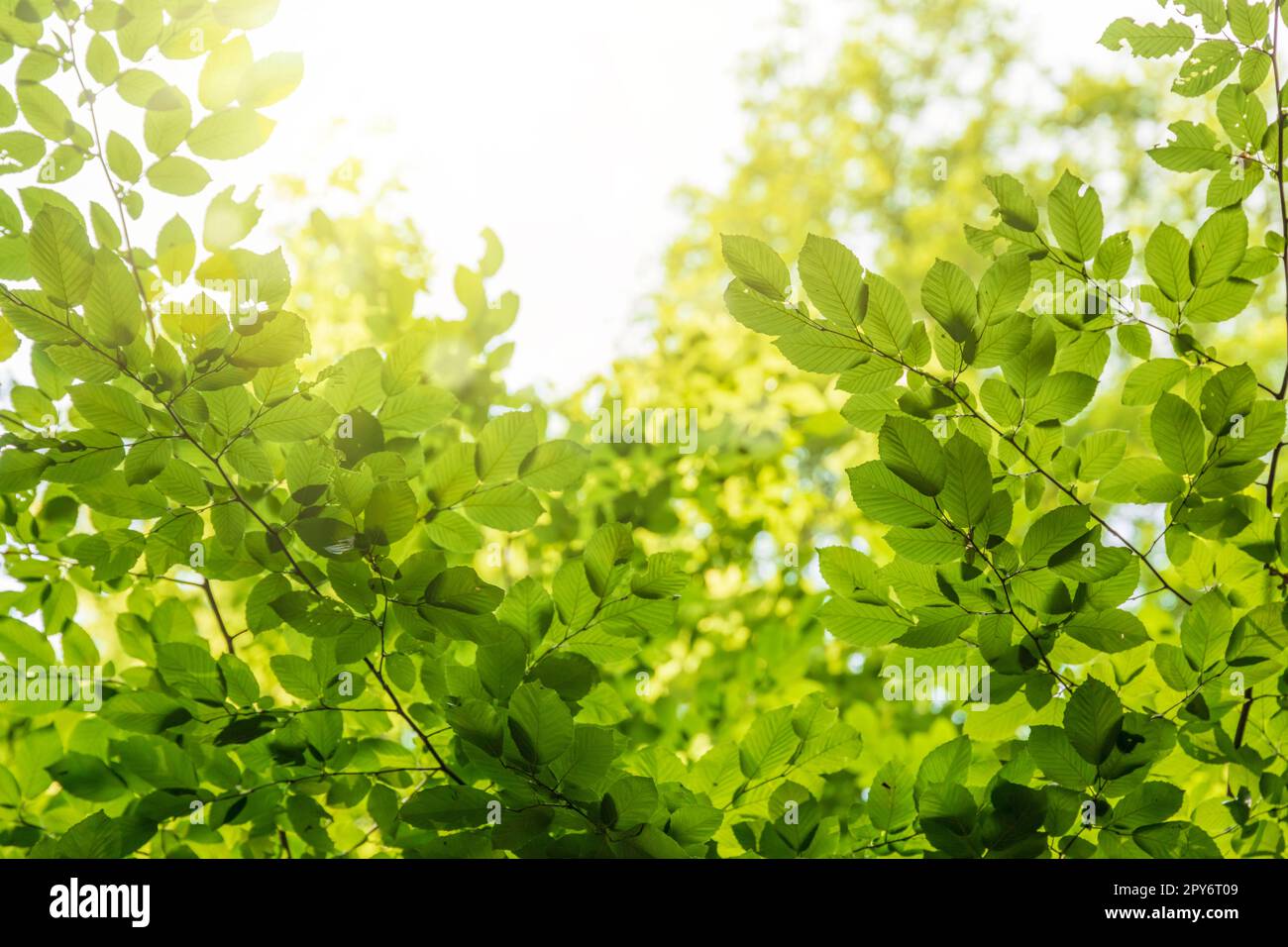 Grüne Baumblätter im Sonnenlicht, sonniger Frühlingstag im Park Stockfoto