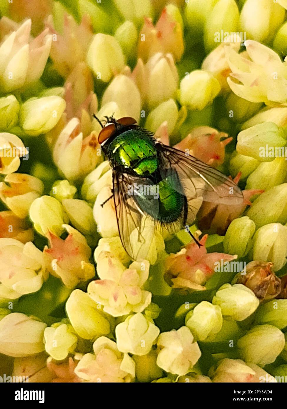 Eine grüne Schleuder auf einer Blütennahaufnahme Stockfoto