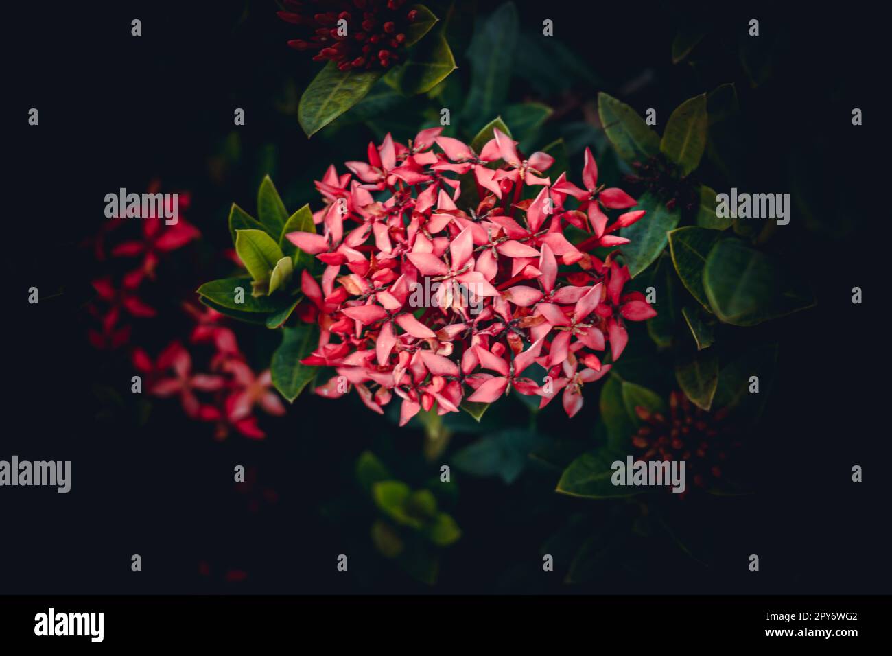 Chinesische ixora, Ixora chinensis, westindische Jasminblume im Garten Stockfoto