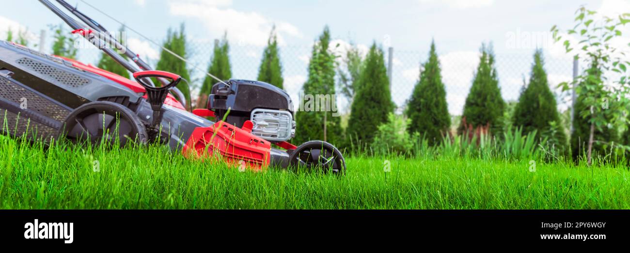 Rasenmäher schneidet grünes Gras im Hinterhof, mäht Rasen Stockfoto
